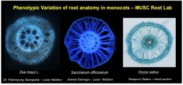 Root Anatomy